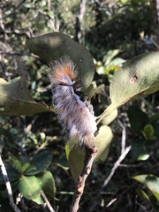 Megalopyge albicollis