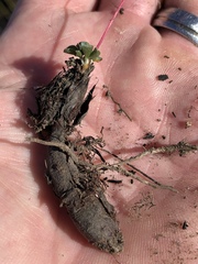 Oxalis imbricata violacea
