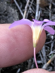 Oxalis imbricata violacea