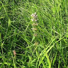 Stachys aspera