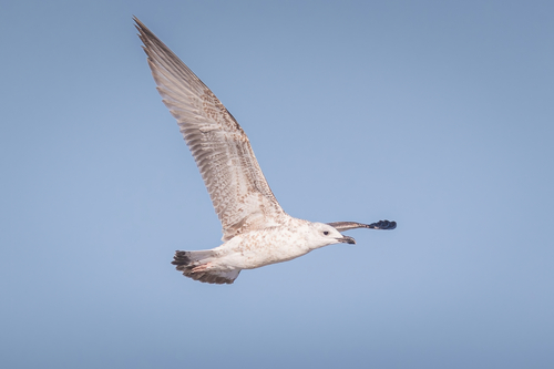 Yellow-legged Gull, photo 7 of 7