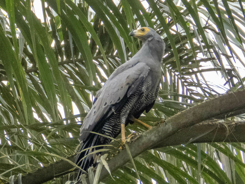 African Harrier-Hawk