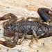 Table Mountain Lesser-Thicktail Scorpion - Photo (c) Cecile Roux, some rights reserved (CC BY-NC), uploaded by Cecile Roux