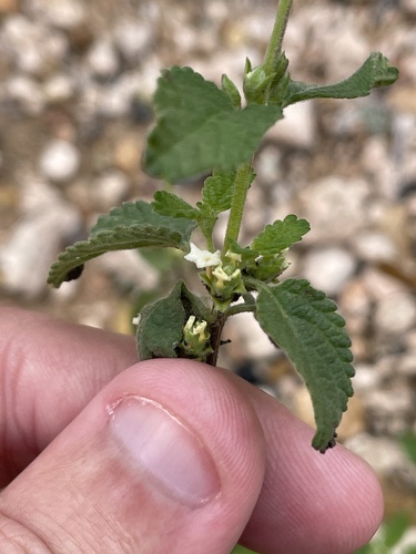 Lippia origanoides