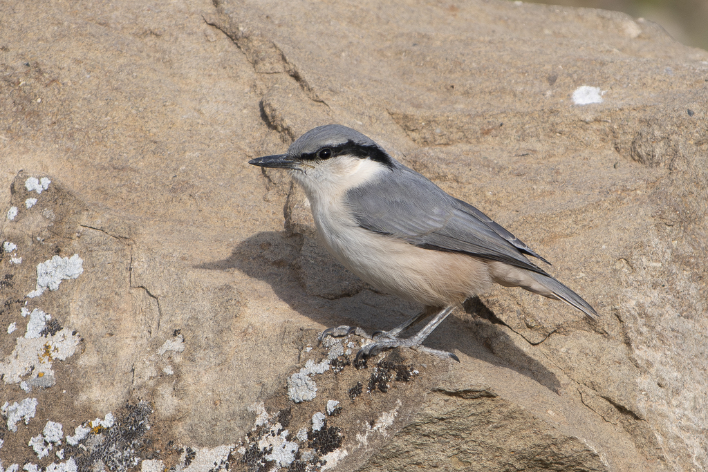 Eastern Rock Nuthatch (Sitta tephronota) photo
