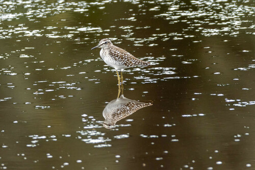 Wood Sandpiper