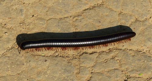 Spirostreptidae
