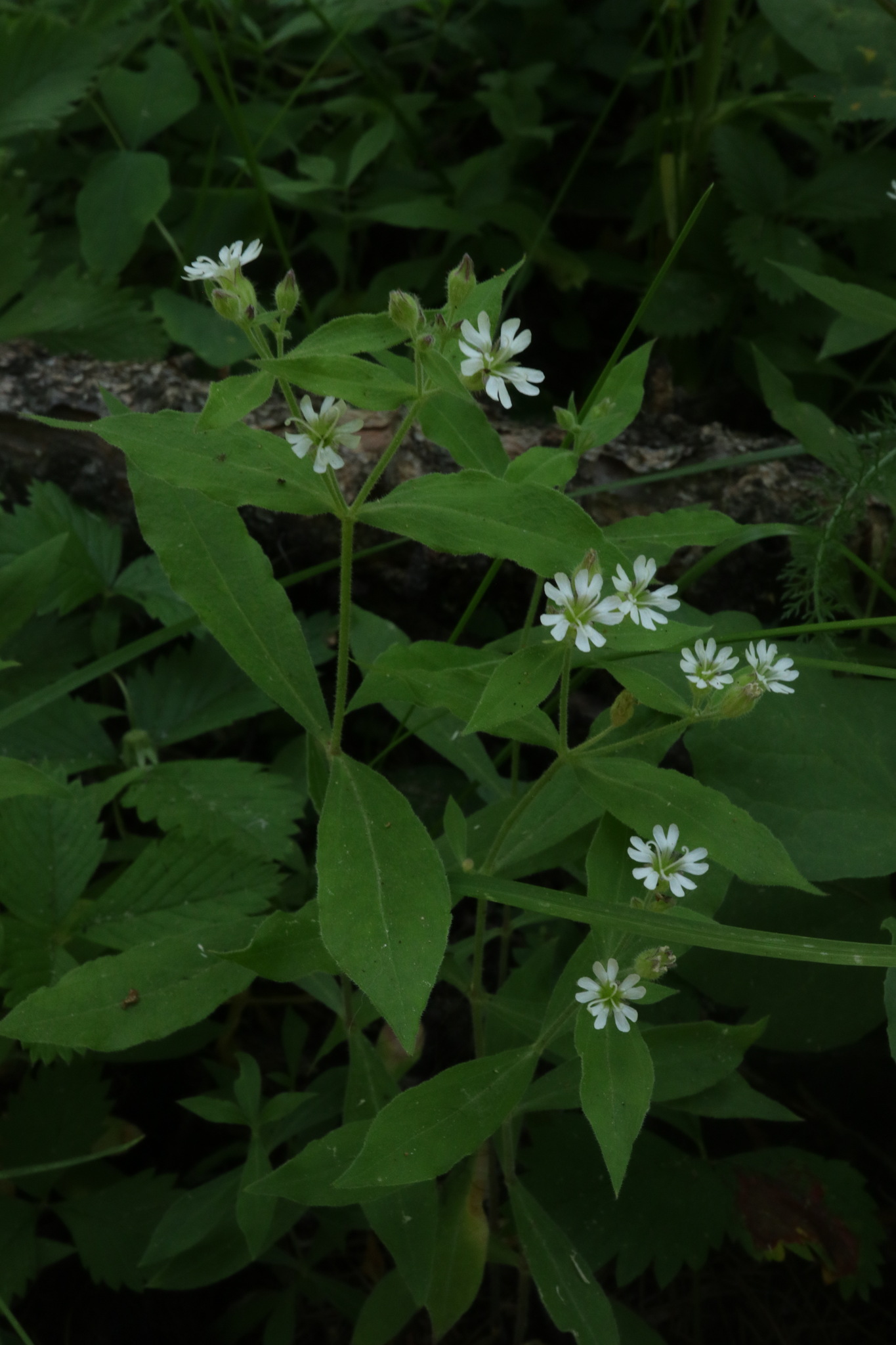 Silene menziesii
