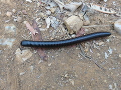 Archispirostreptus gigas