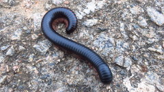 Archispirostreptus gigas