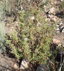 Pelargonium quercifolium