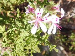 Pelargonium quercifolium