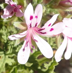 Pelargonium quercifolium