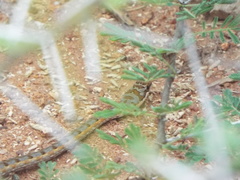 Psammophis tanganicus