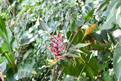 Heliconia lankesteri image