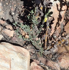 Hermannia aff-denudata