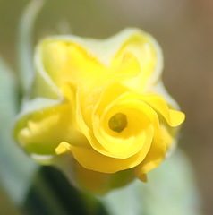 Hermannia aff-denudata