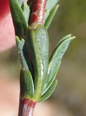 Hermannia aff-denudata