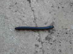 Archispirostreptus gigas