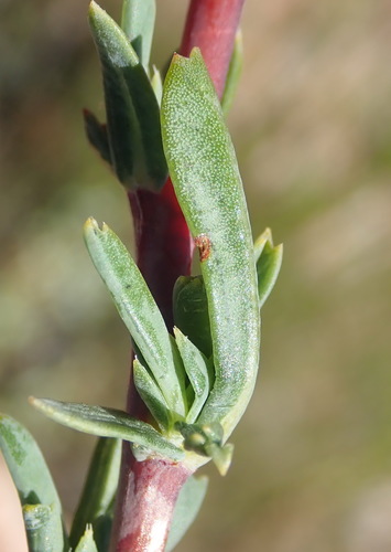 Image of Hermannia aff by (c) Nicola van Berkel, some rights reserved (CC BY-SA)