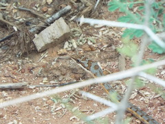 Psammophis tanganicus