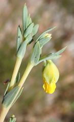 Hermannia aff-denudata