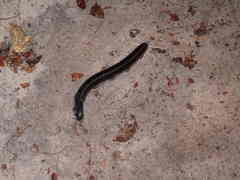 Archispirostreptus gigas