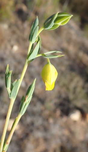 Image of Hermannia aff by (c) Nicola van Berkel, some rights reserved (CC BY-SA)