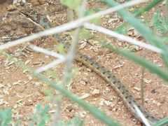 Psammophis tanganicus