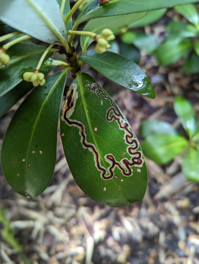 Prophyllocnistis epidrimys