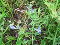Scutellaria regeliana