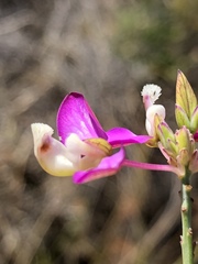 Polygala wittebergensis