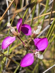 Polygala wittebergensis