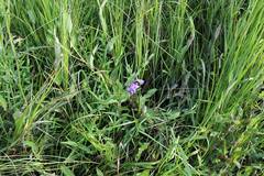 Scutellaria regeliana