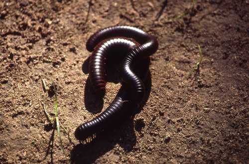Archispirostreptus gigas
