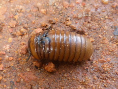 Arthrosphaera brandtii