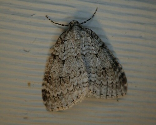 Autumnal Moth photo 3