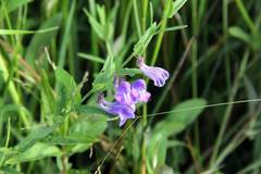 Scutellaria regeliana