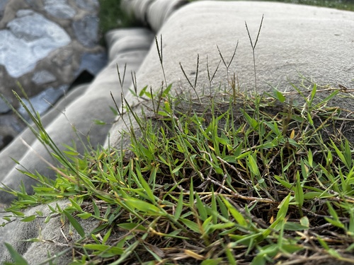 Image of Digitaria longiflora by (c) scallions, some rights reserved (CC BY)
