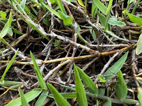 Image of Digitaria longiflora by (c) scallions, some rights reserved (CC BY)