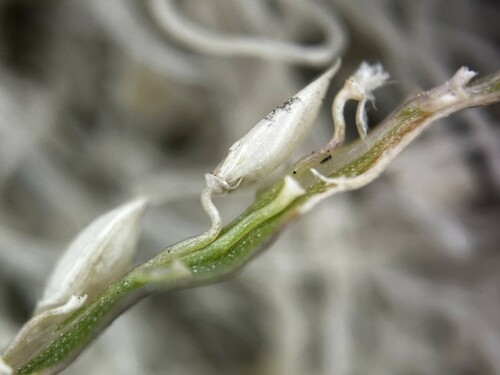Image of Digitaria longiflora by (c) scallions, some rights reserved (CC BY)
