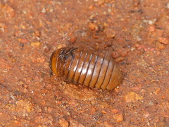 Arthrosphaera brandtii