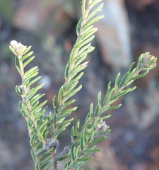 Phylica karroica