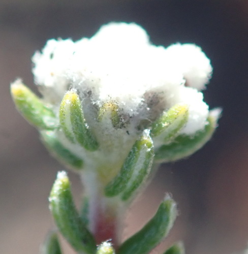 Image of Phylica karroica by (c) Nicola van Berkel, some rights reserved (CC BY-SA)