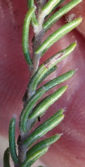 Phylica karroica