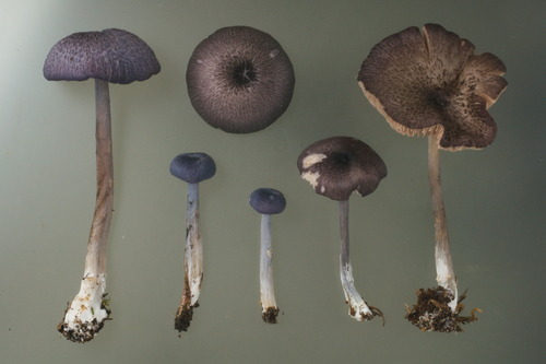 Dark Purple Pinkgill