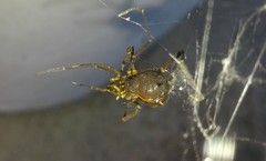 Discocyrtus testudineus