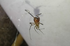 Discocyrtus testudineus