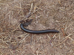 Archispirostreptus gigas