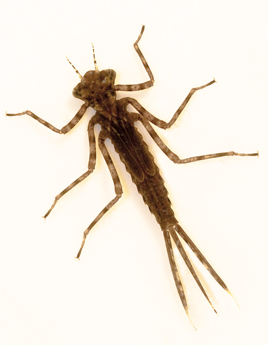 Baltakojė strėliukė nuotrauka